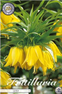 Fritillaria Imp. Lutea