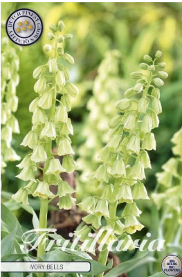 Fritillaria Imp. Ivory Bells