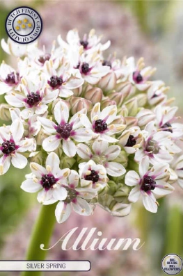 Allium Silver Springt