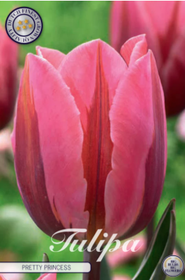 Triumph Pretty Princess