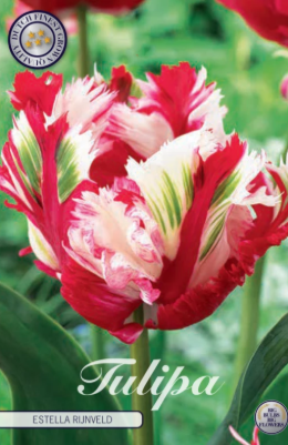 Parrot Estella Rijnveld