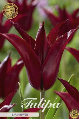 Lilyflowering Sarah Raven