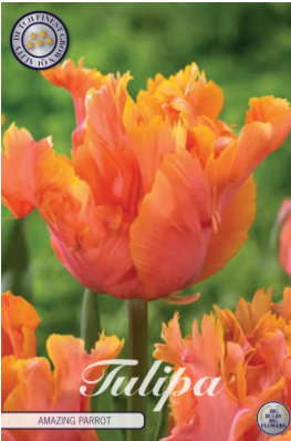 Parrot Amazing Parrot