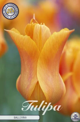 Lilyflowering Ballerina