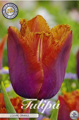 Fringed Louvre Orange