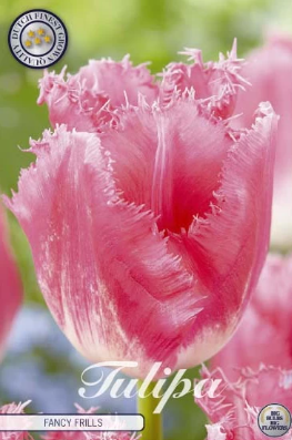 Fringed Fancy Frills