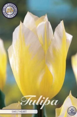 Fosteriana Sweetheart