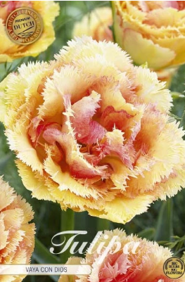 Fringed Double Vaya Con Dios