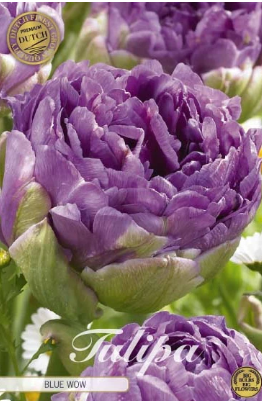 Double Late Blue Wow