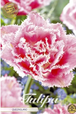 Fringed Double Queensland