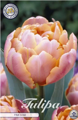 Double Late Pink Star