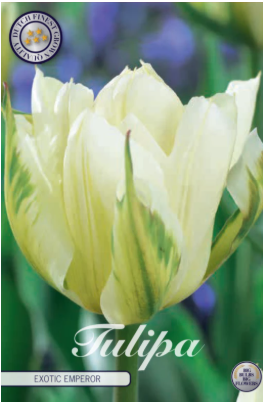 Fosteriana Exotic Emperor