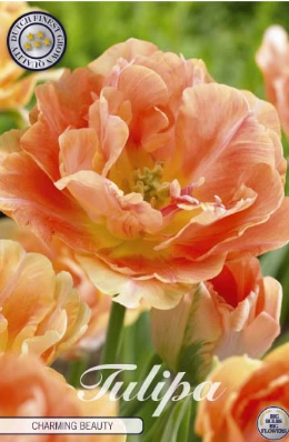 Double Late Charming Beauty