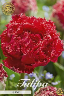 Fringed Double Quatar