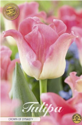 SLUT Crown of Dynasty