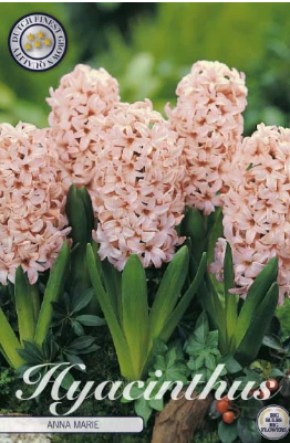 Hyacint Anna Marie