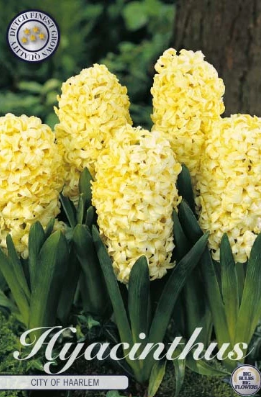 Hyacint City of Haarlem