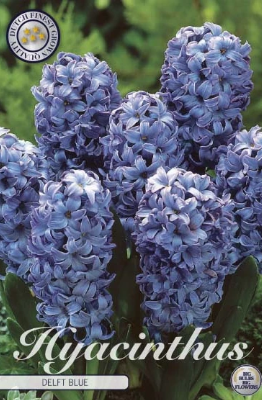 Hyacint Delft Blue
