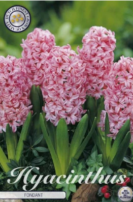 Hyacint Fondant