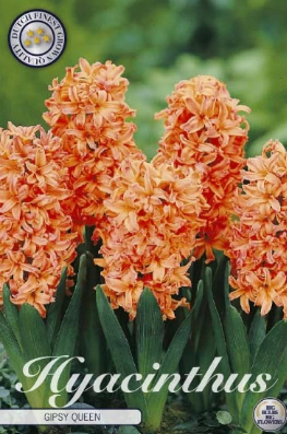 Hyacint Gipsy Queen