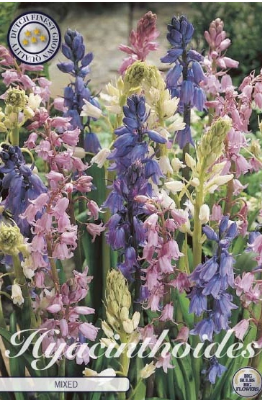 Hyacinthoides Hispanica Mixed