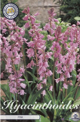 Hyacinthoides Hispanica Pink