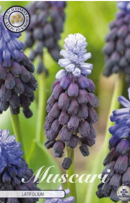 Muscari Latifolium