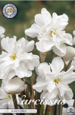 Narcis Botanical Albo Plenus