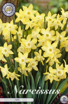 Narcis Botanical Pipit