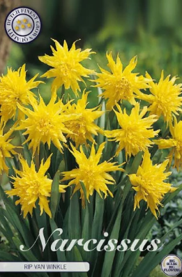 Narcis Botanical Rip van Winkle