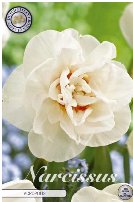 Narcis Double Acropolis