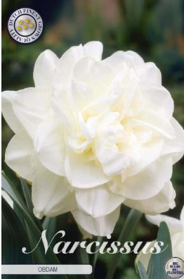 Narcis Double Obdam