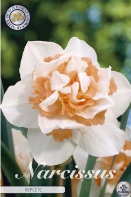 Narcis Double Replete