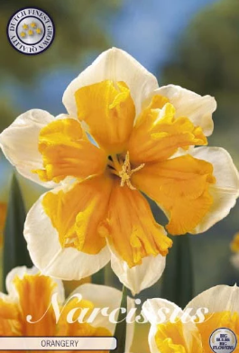 Narcis Splitcrown Orangery