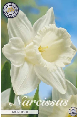 Narcis Trumpet Mount Hood