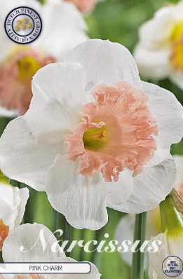 Narcis Trumpet Pink Charm