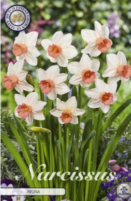 Narcissus Cyclamineus Iwona